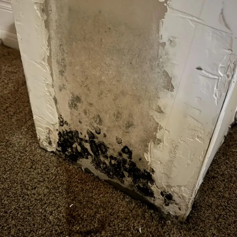 Professional Mold Removal in Elizabeth, WV